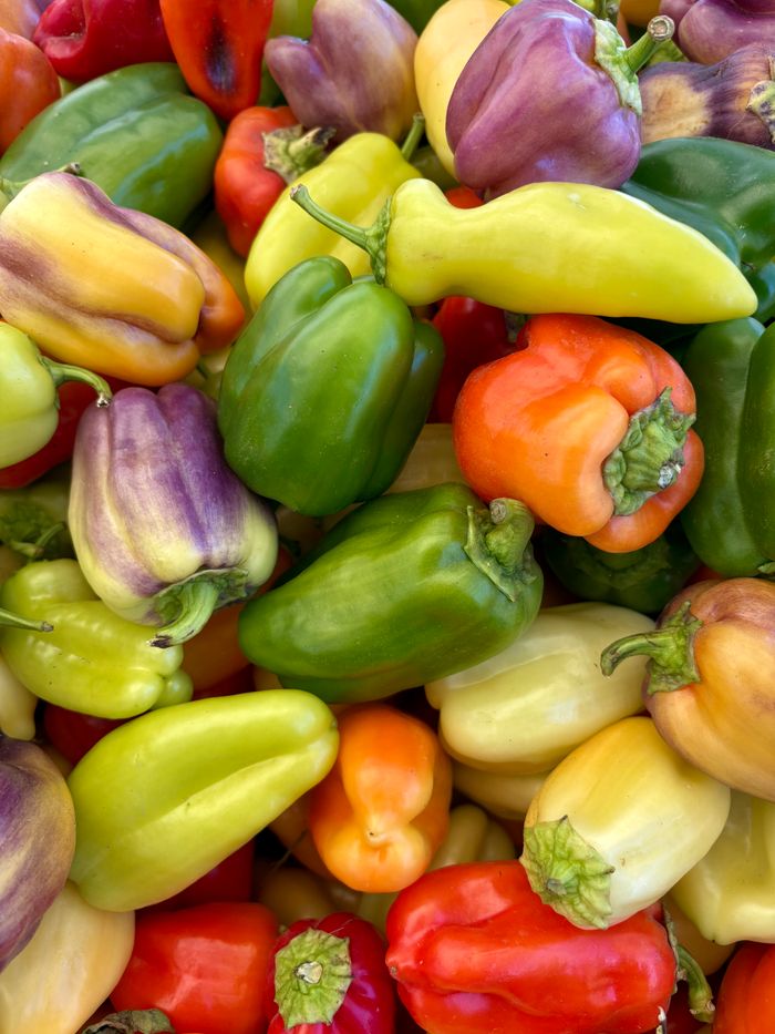 Vibrant mix of green, red, yellow, and purple bell peppers showcasing diversity and freshness in produce.
